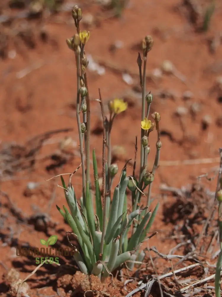 Bulbine Semibarbata Seeds For Planting Rare Indigenous Australian Succulent