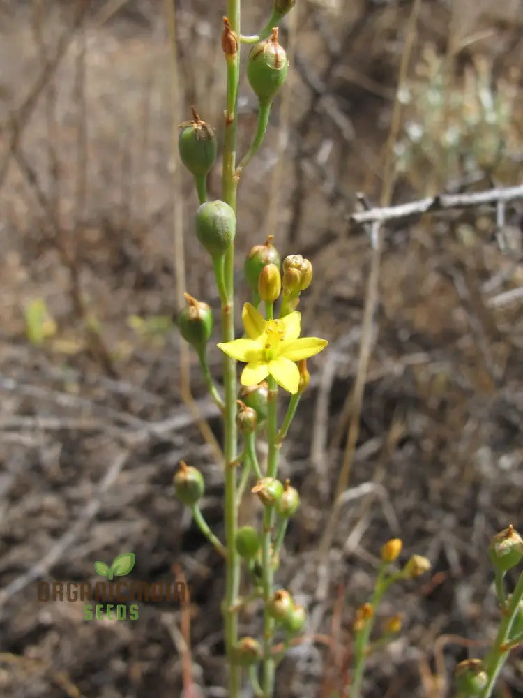 Bulbine Semibarbata Seeds For Planting Rare Indigenous Australian Succulent