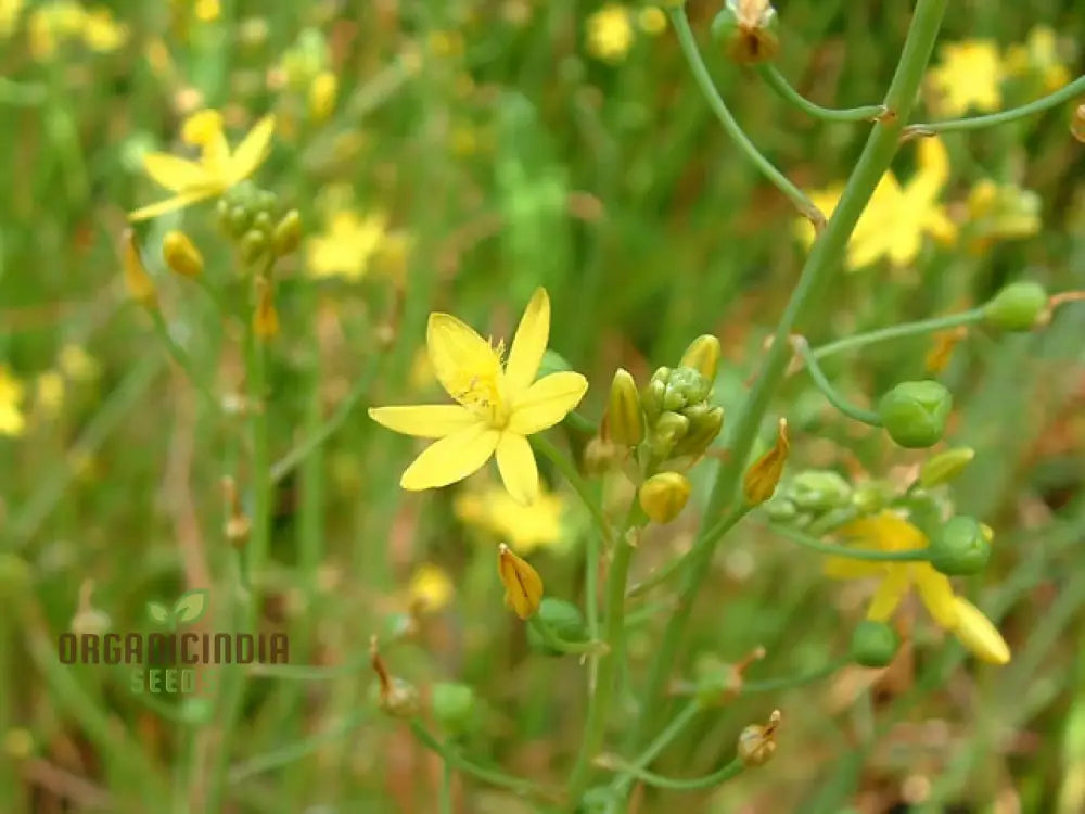 Bulbine Semibarbata Seeds For Planting Rare Indigenous Australian Succulent