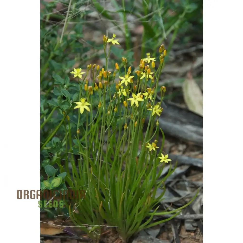 Bulbine Semibarbata Seeds For Planting Rare Indigenous Australian Succulent