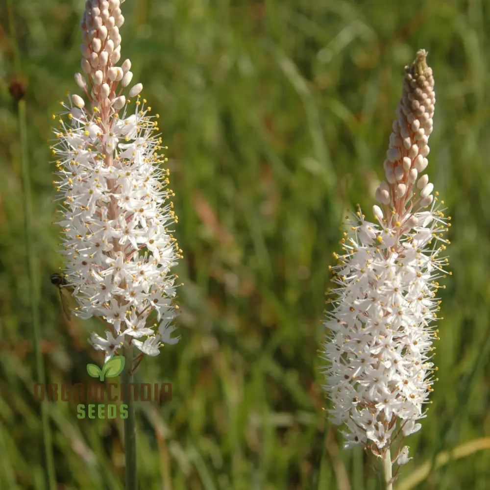 Bulbinella Cauda-Felis Seeds For Planting Rare South African Succulent For Garden Enthusiasts