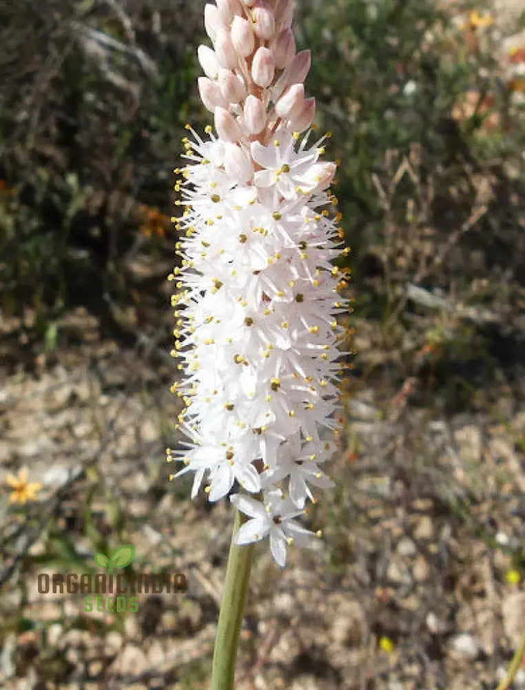 Bulbinella Cauda-Felis Seeds For Planting Rare South African Succulent For Garden Enthusiasts