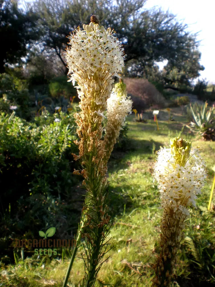 Bulbinella Cauda-Felis Seeds For Planting Rare South African Succulent For Garden Enthusiasts