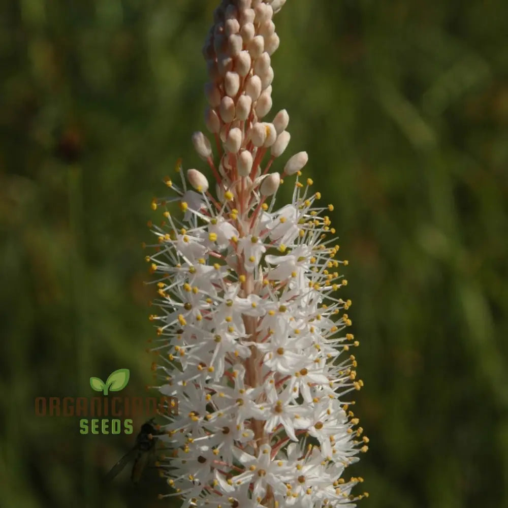 Bulbinella Cauda-Felis Seeds For Planting Rare South African Succulent For Garden Enthusiasts