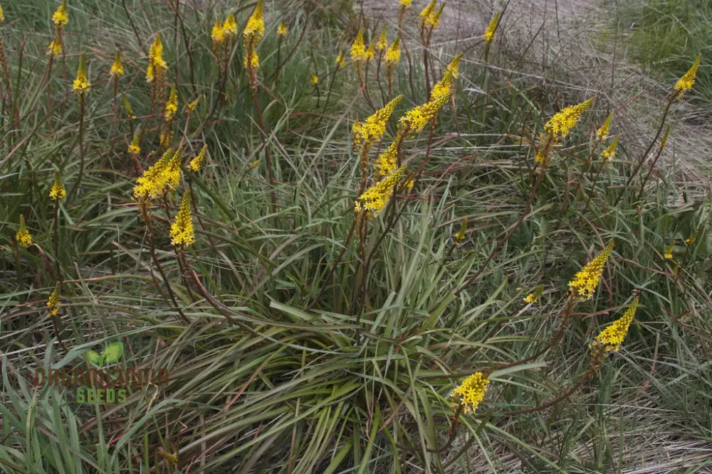 Bulbinella Gibbsii Seeds For Gardening Enthusiasts - Exotic South African Perennial Flower