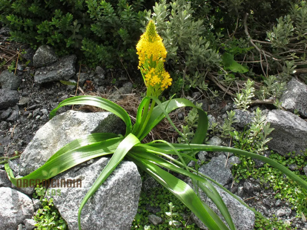 Bulbinella Gibbsii Seeds For Gardening Enthusiasts - Exotic South African Perennial Flower