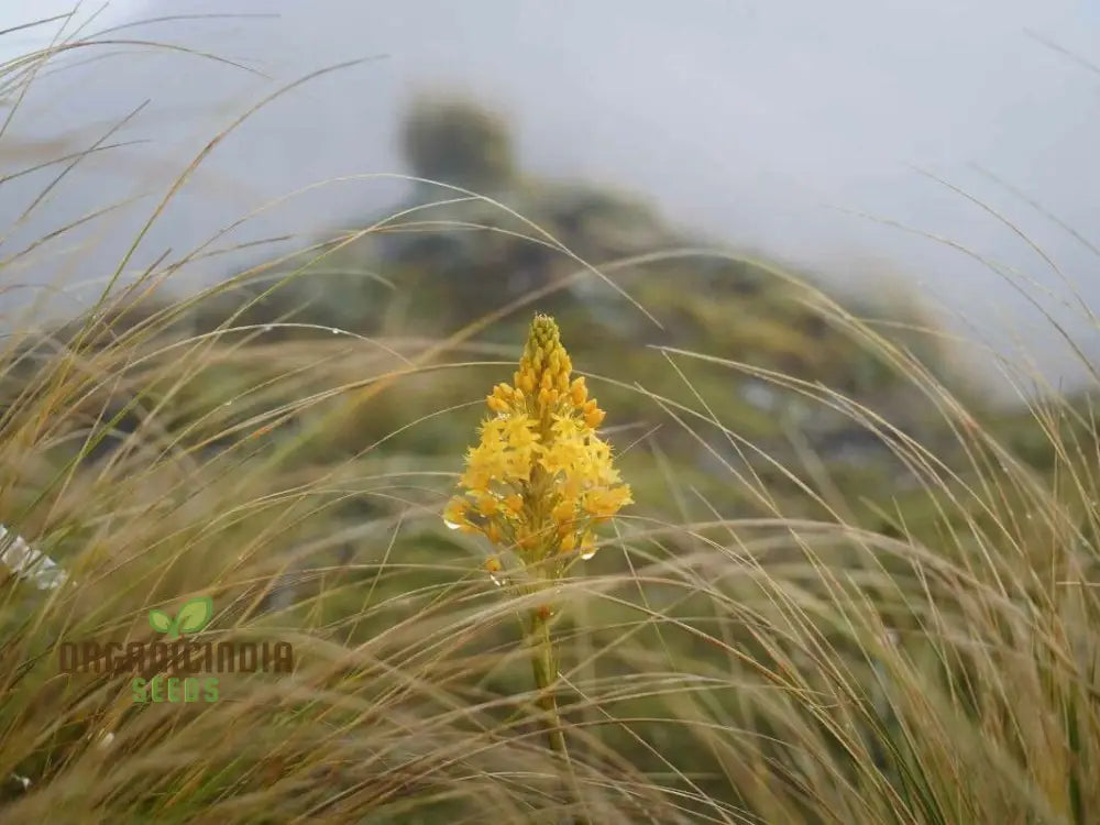 Bulbinella Gibbsii Seeds For Gardening Enthusiasts - Exotic South African Perennial Flower