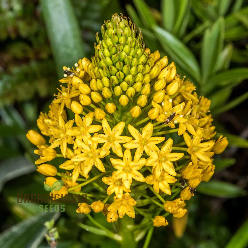 Bulbinella Gibbsii Seeds For Gardening Enthusiasts - Exotic South African Perennial Flower