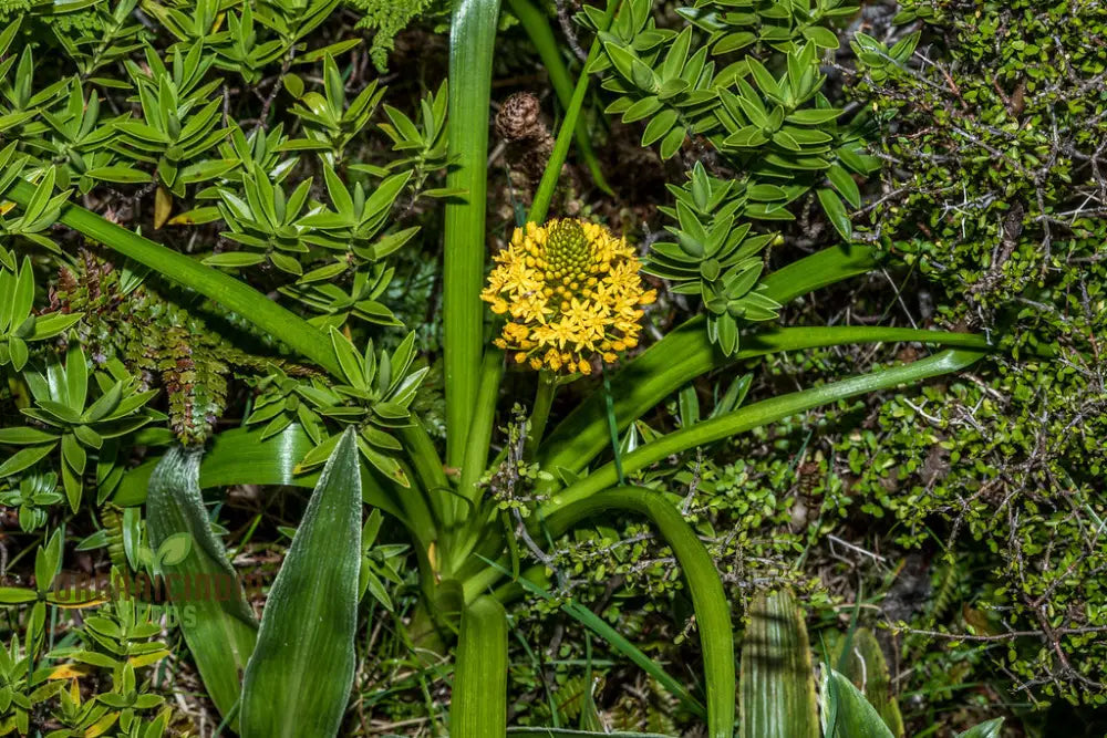 Bulbinella Gibbsii Seeds For Gardening Enthusiasts - Exotic South African Perennial Flower