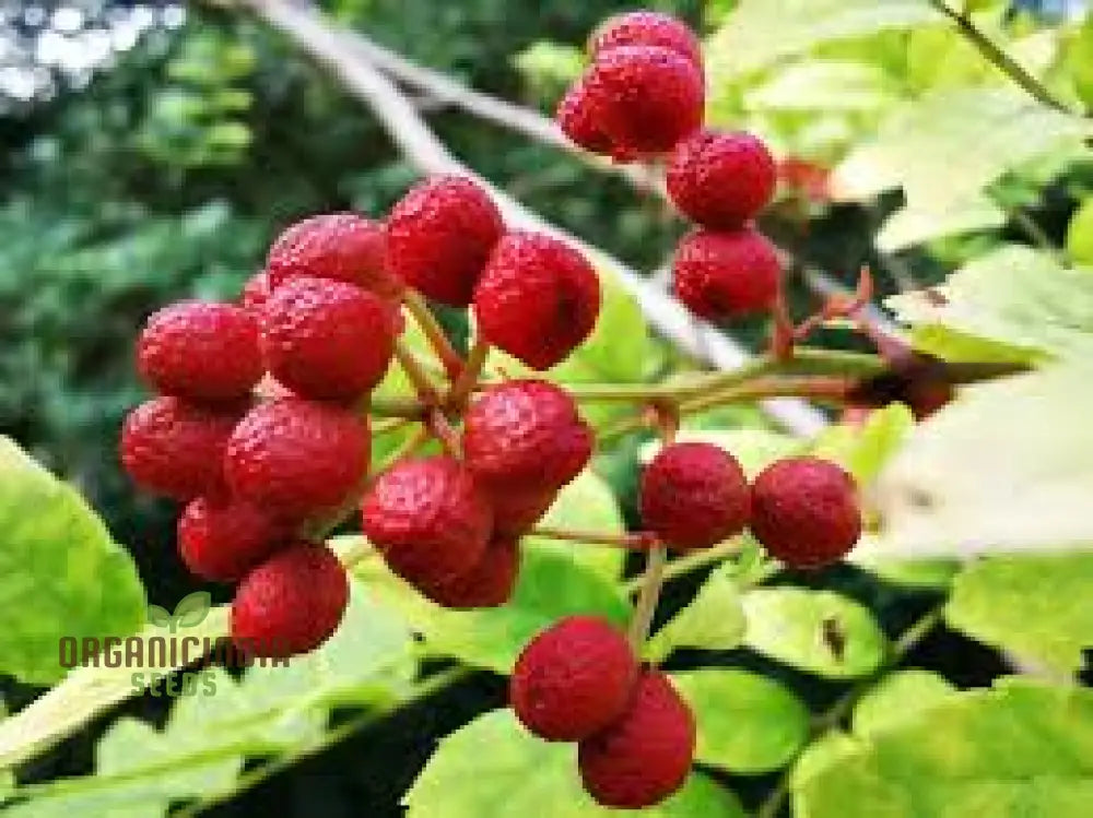 Bulk 10Pcs Zanthoxylum Bungeanum Plant Seeds Premium High-Quality Generic Non-Gmo