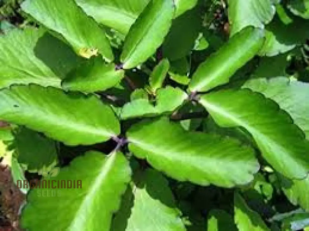 Bulk 70Pcs Bryophyllum Pinnatum Plant Seeds Premium High-Quality Generic Non-Gmo