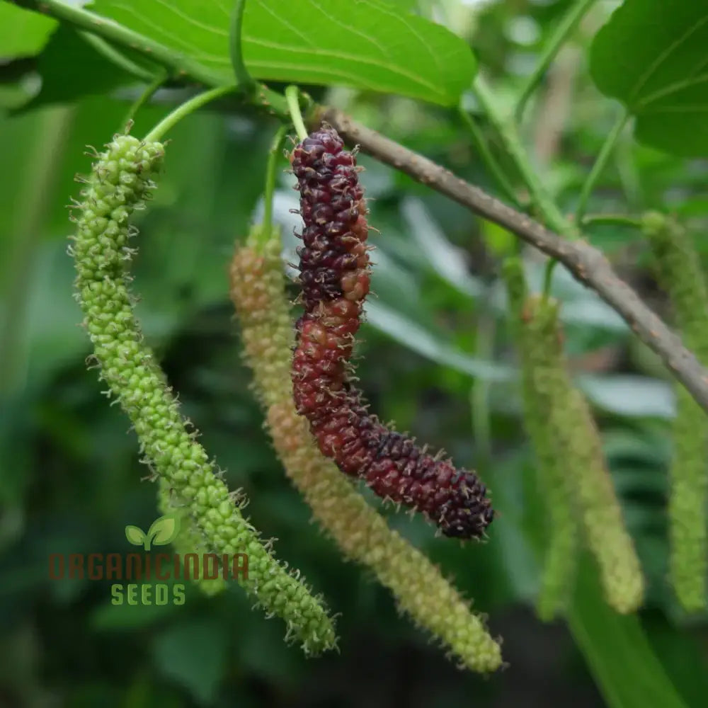 Bunchberry Dichondra Fruit Seeds For Planting Enhance Your Garden With Unique And Exotic