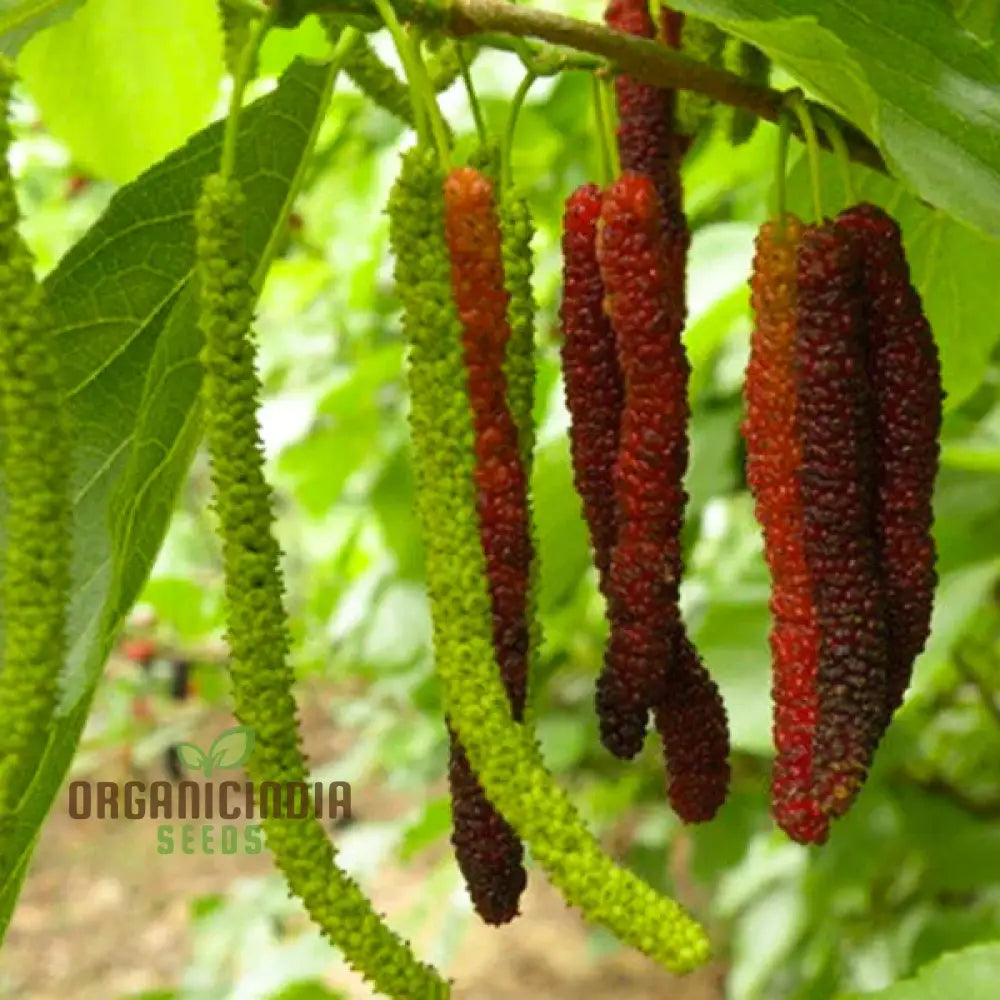 Bunchberry Dichondra Fruit Seeds For Planting Enhance Your Garden With Unique And Exotic