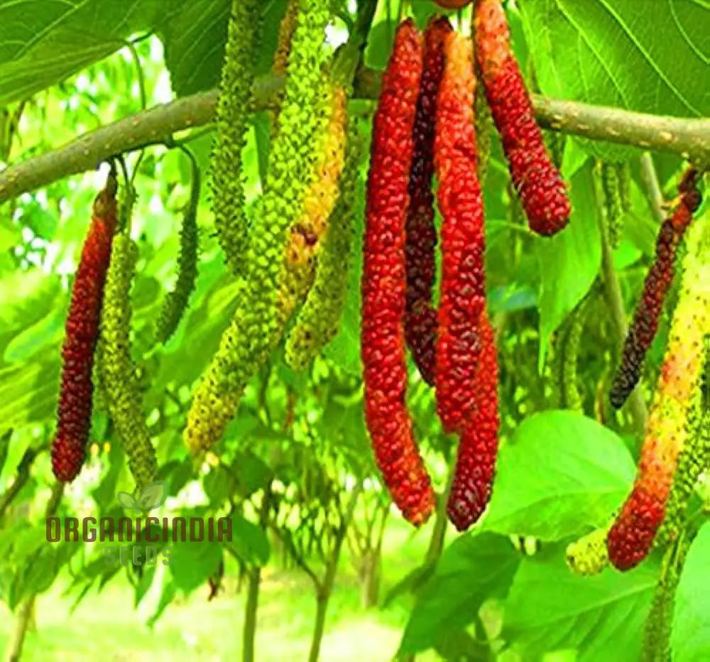 Bunchberry Dichondra Fruit Seeds For Planting Enhance Your Garden With Unique And Exotic