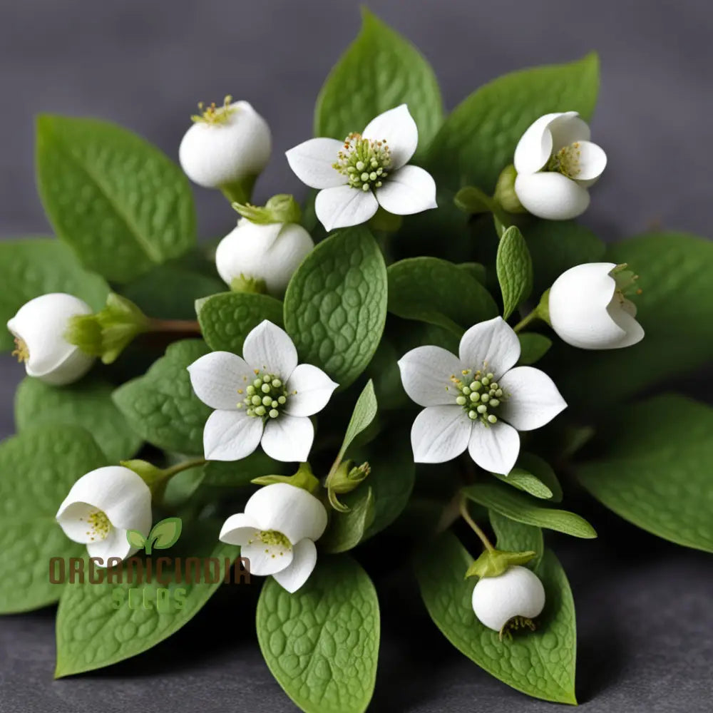 Bunchberry Flower Seeds Nurture Your Garden With Nature’s Beauty Perennials