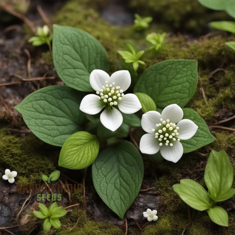 Bunchberry Flower Seeds Nurture Your Garden With Nature’s Beauty Perennials