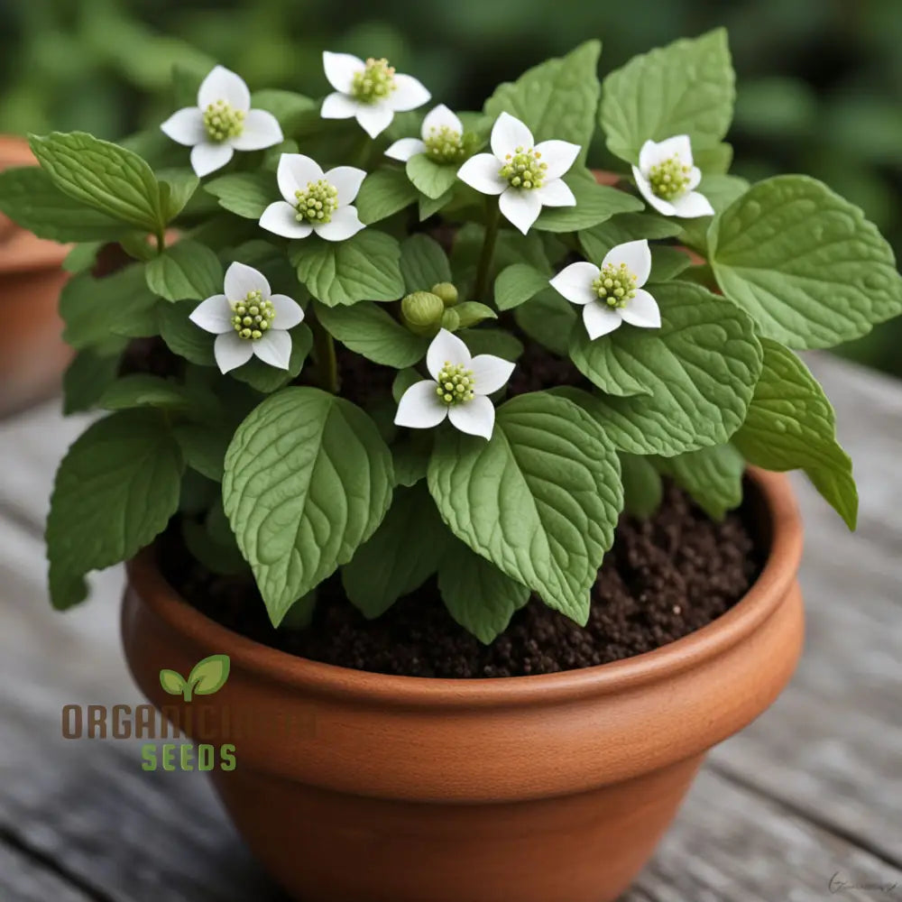 Bunchberry Flower Seeds Nurture Your Garden With Nature’s Beauty Perennials