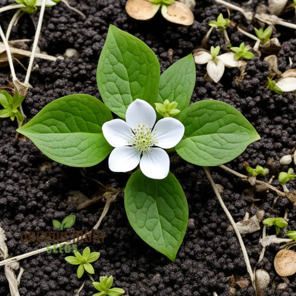 Bunchberry Flower Seeds Nurture Your Garden With Nature’s Beauty Perennials