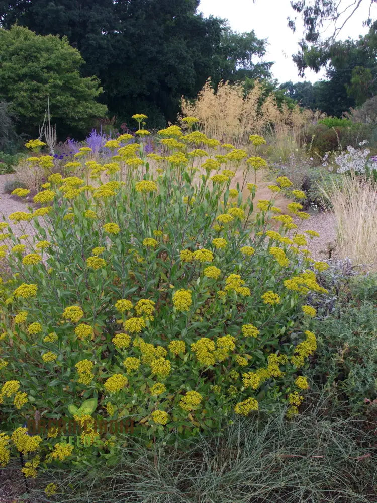 Bupleurum Fruticosum Seeds For Planting - Ideal For Gardeners And Botanical Enthusiasts Hardy