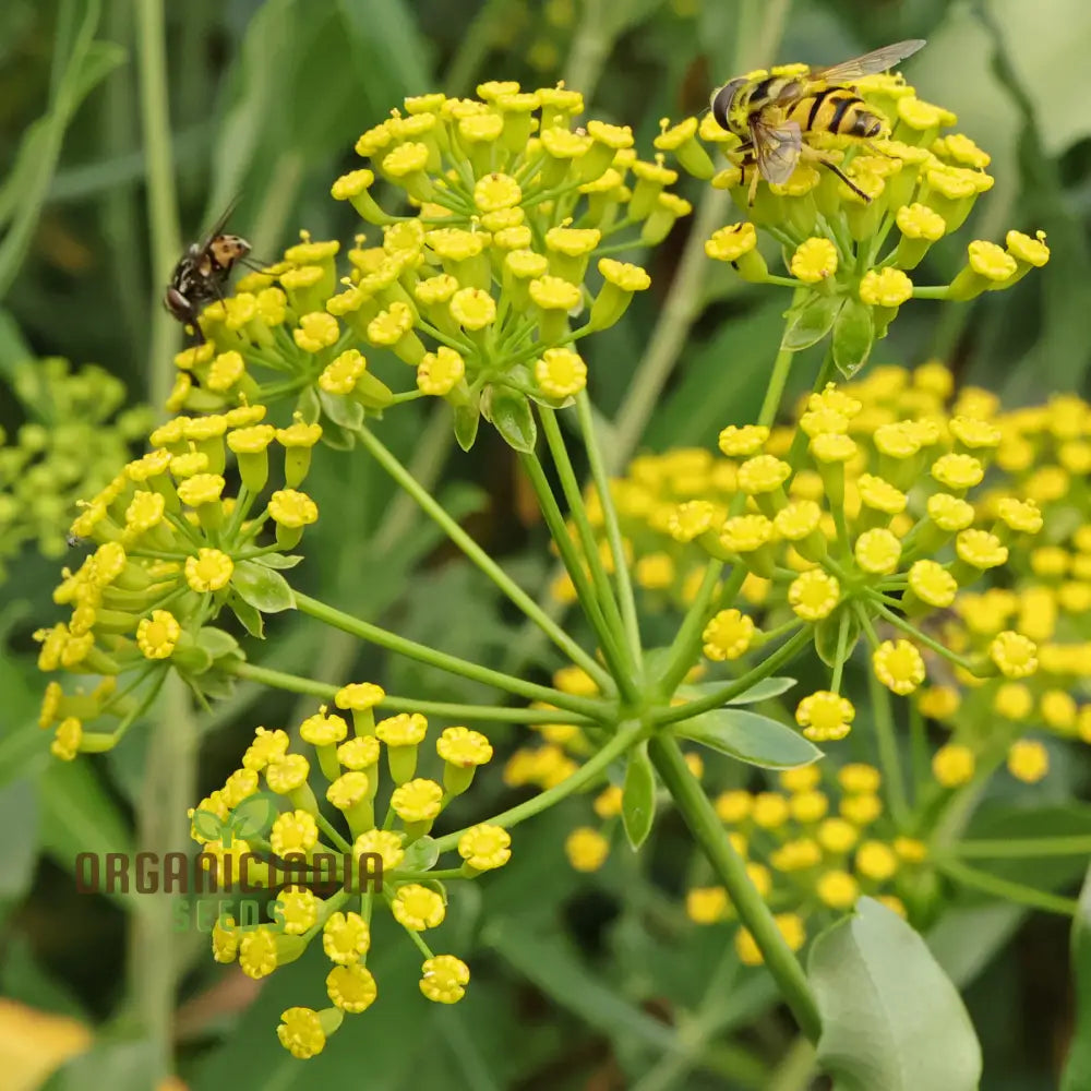 Bupleurum Fruticosum Seeds For Planting - Ideal For Gardeners And Botanical Enthusiasts Hardy