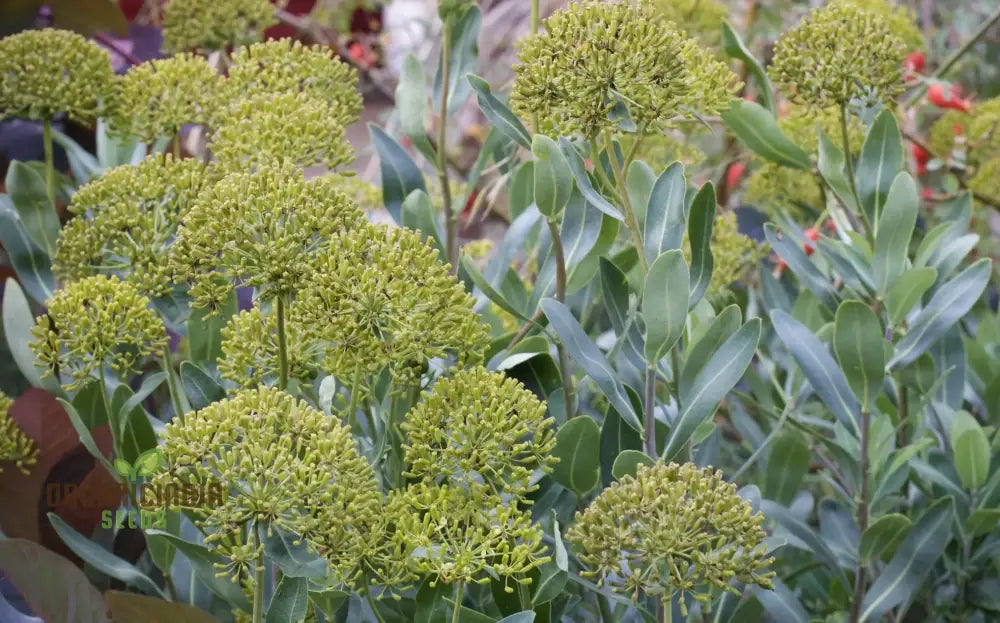 Bupleurum Fruticosum Seeds For Planting - Ideal For Gardeners And Botanical Enthusiasts Hardy