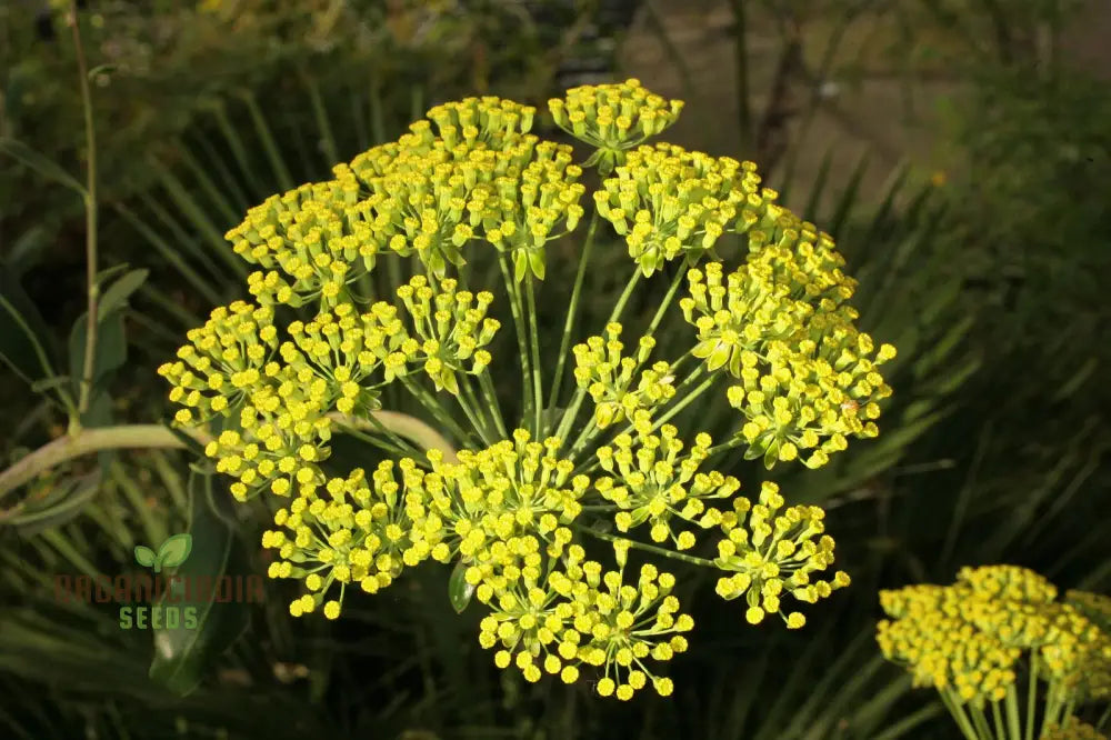 Bupleurum Fruticosum Seeds For Planting - Ideal For Gardeners And Botanical Enthusiasts Hardy