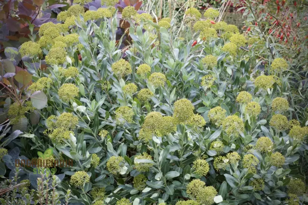 Bupleurum Fruticosum Seeds For Planting - Ideal For Gardeners And Botanical Enthusiasts Hardy