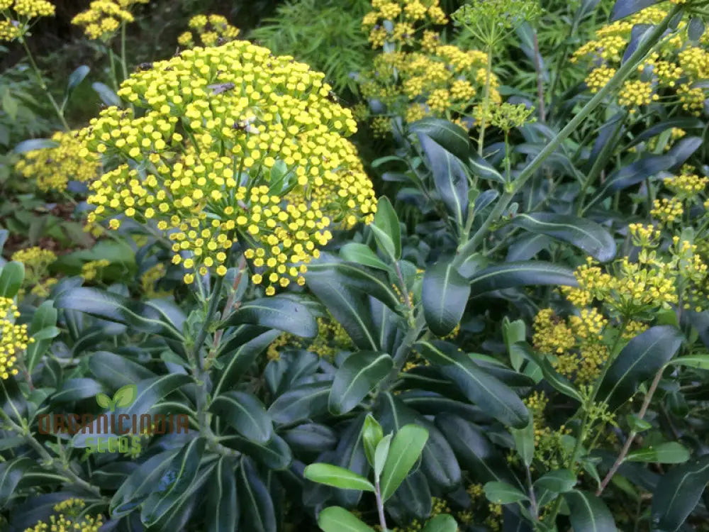 Bupleurum Fruticosum Seeds For Planting - Ideal For Gardeners And Botanical Enthusiasts Hardy