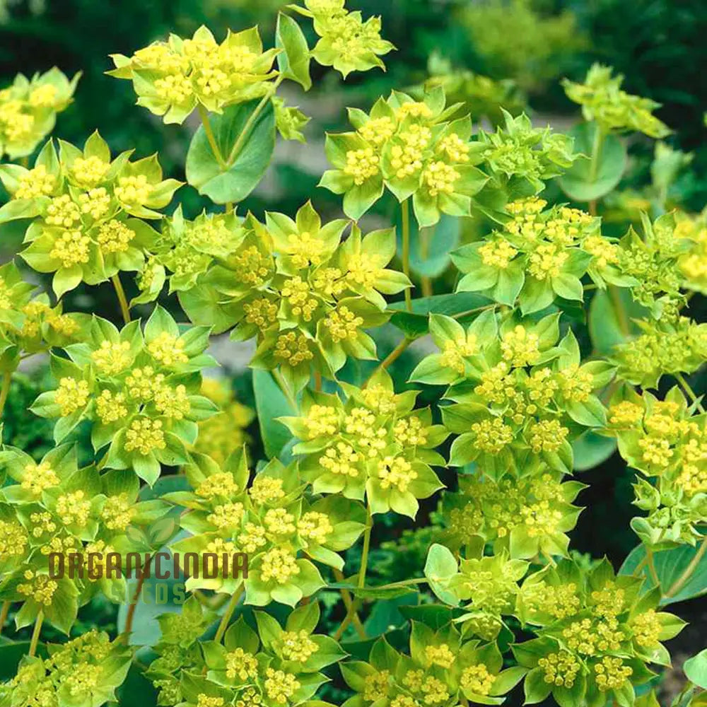 Bupleurum Griffiti Seeds: Elevate Your Gardening Experience With Unique And Beautiful Ornamental