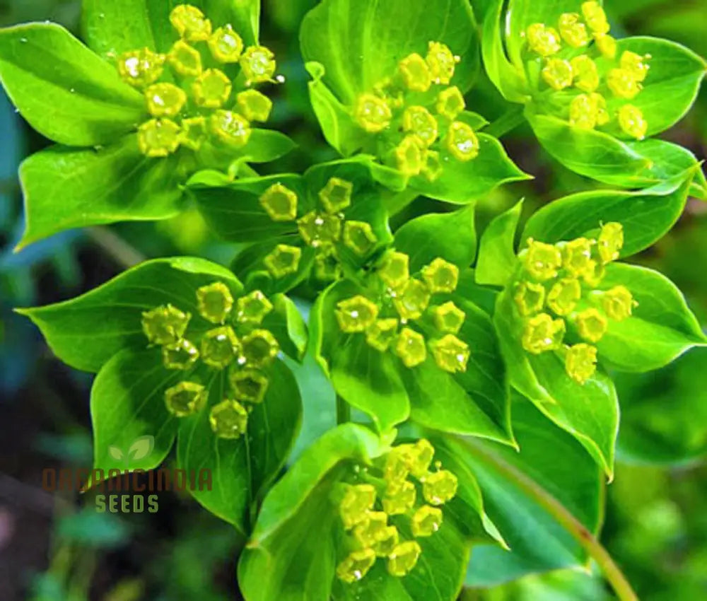 Bupleurum Griffiti Seeds: Elevate Your Gardening Experience With Unique And Beautiful Ornamental