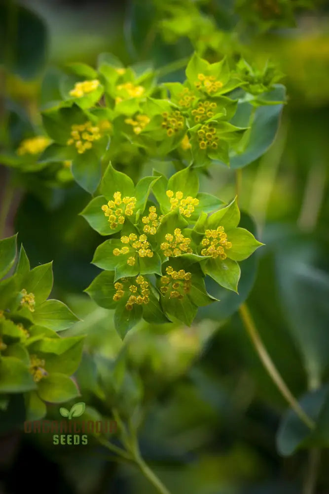 Bupleurum Griffiti Seeds: Elevate Your Gardening Experience With Unique And Beautiful Ornamental