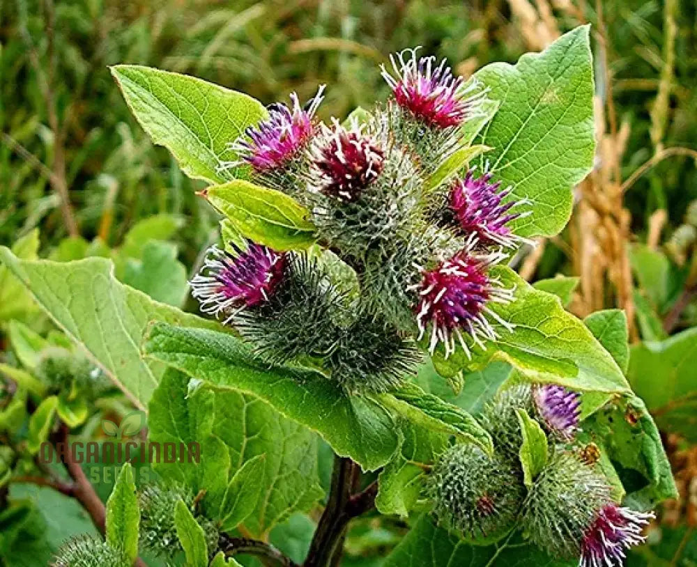 Burdock (Arctium Lappa) Seeds For Gardening Enthusiasts | High-Quality Long-Rooted Your Garden