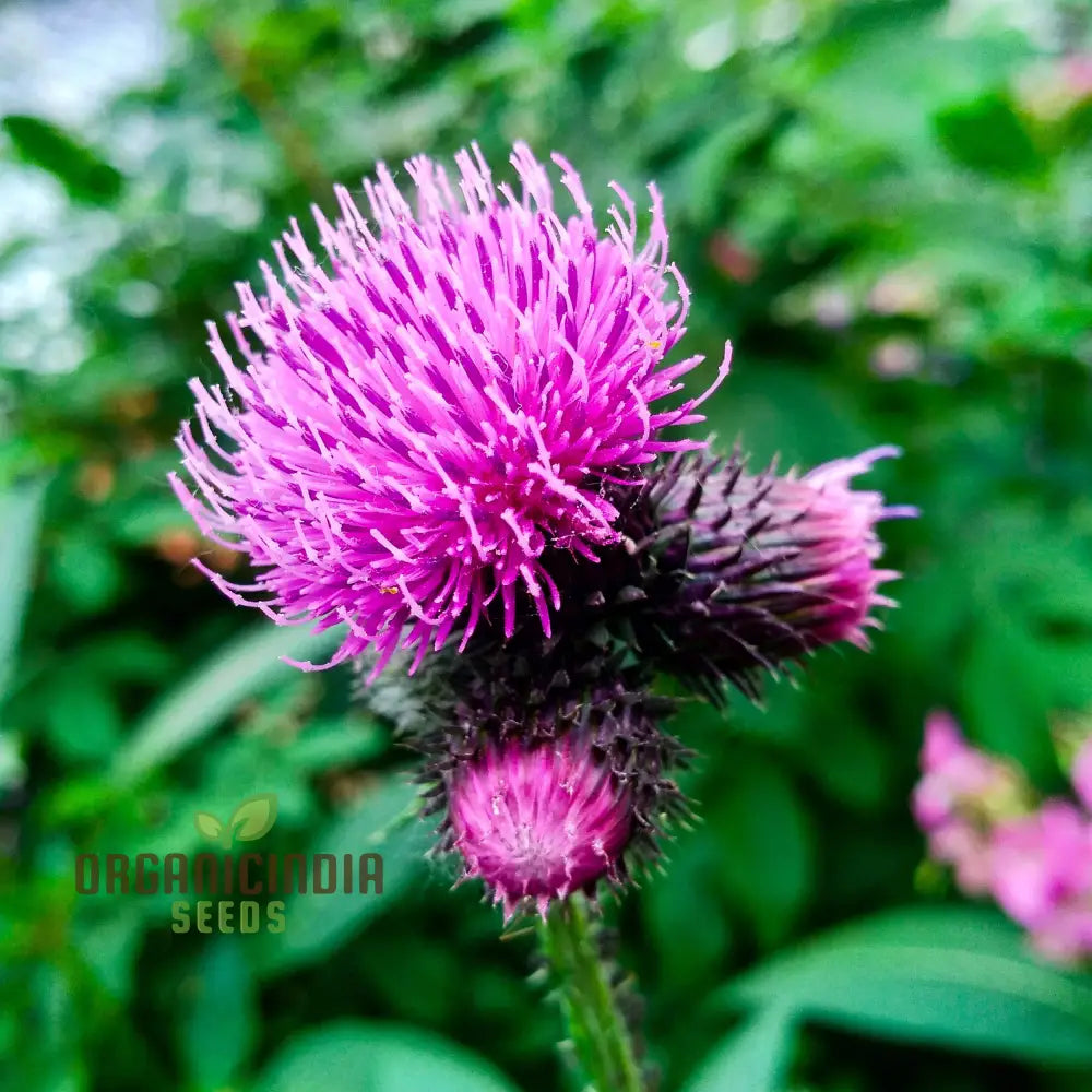 Burdock (Arctium Lappa) Seeds For Gardening Enthusiasts | High-Quality Long-Rooted Your Garden