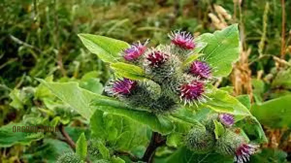 Burdock (Arctium Lappa) Seeds For Gardening Enthusiasts | High-Quality Long-Rooted Your Garden