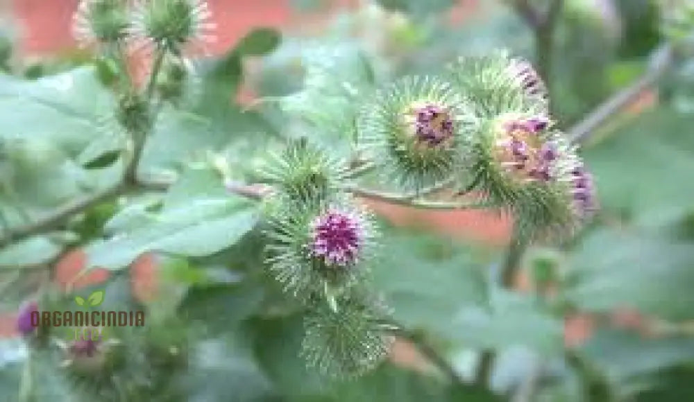 Burdock (Arctium Lappa) Seeds For Gardening Enthusiasts | High-Quality Long-Rooted Your Garden