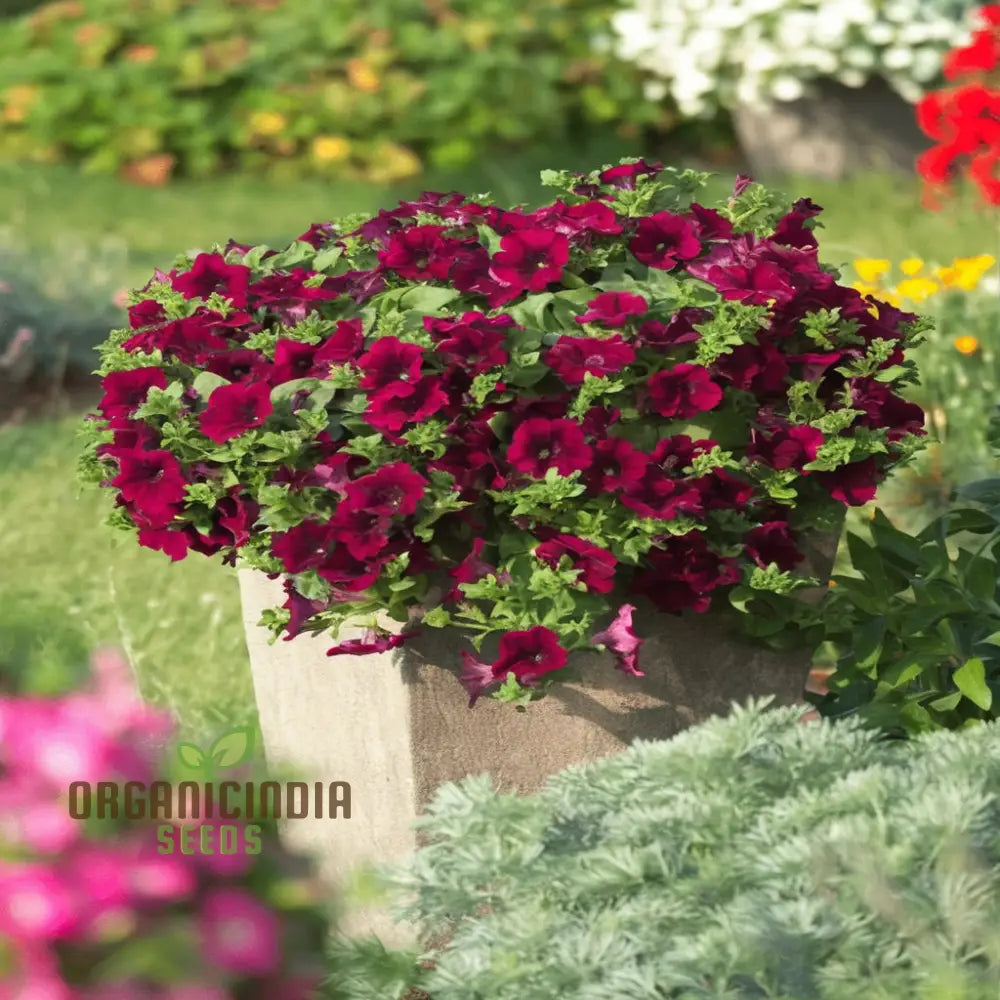 Burgundy Petunia Flower Seeds - Richly Colored Blooms For Sophisticated Garden Elegance Seeds