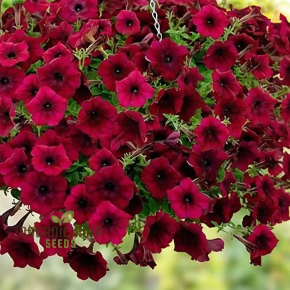 Burgundy Petunia Flower Seeds - Richly Colored Blooms For Sophisticated Garden Elegance Seeds