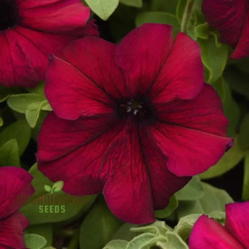 Burgundy Petunia Flower Seeds - Richly Colored Blooms For Sophisticated Garden Elegance Seeds