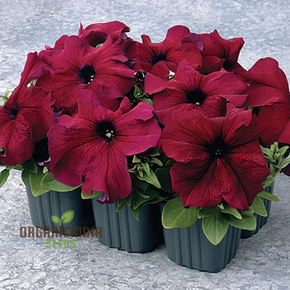 Burgundy Petunia Flower Seeds - Richly Colored Blooms For Sophisticated Garden Elegance Seeds