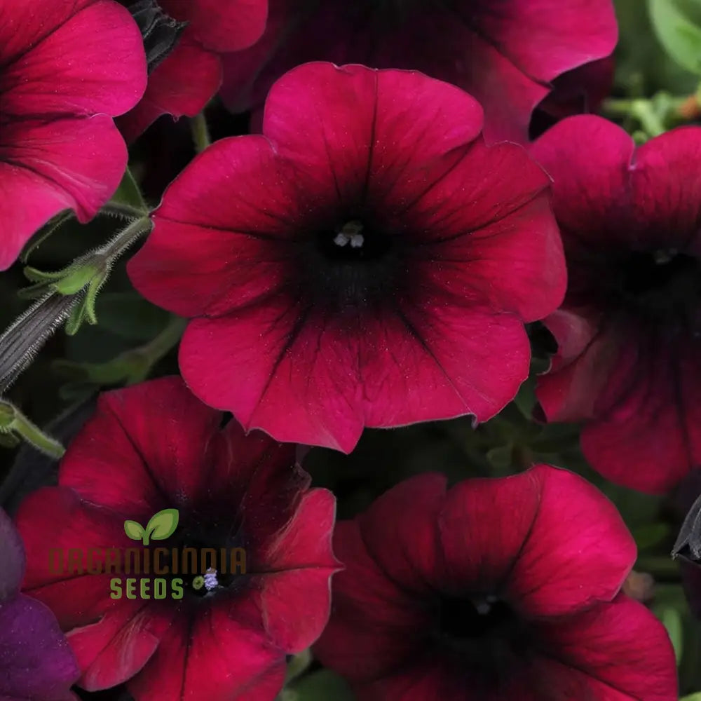 Burgundy Petunia Flower Seeds - Richly Colored Blooms For Sophisticated Garden Elegance Seeds