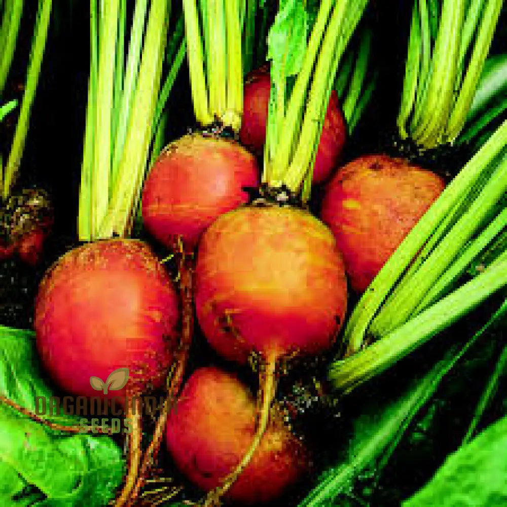 Burpee’s Golden Beetroot Seeds: Premium Organic Heirloom Varietal For Vibrant Gardens And