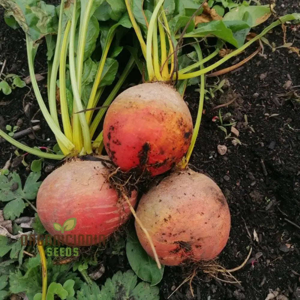 Burpee’s Golden Beetroot Seeds: Premium Organic Heirloom Varietal For Vibrant Gardens And