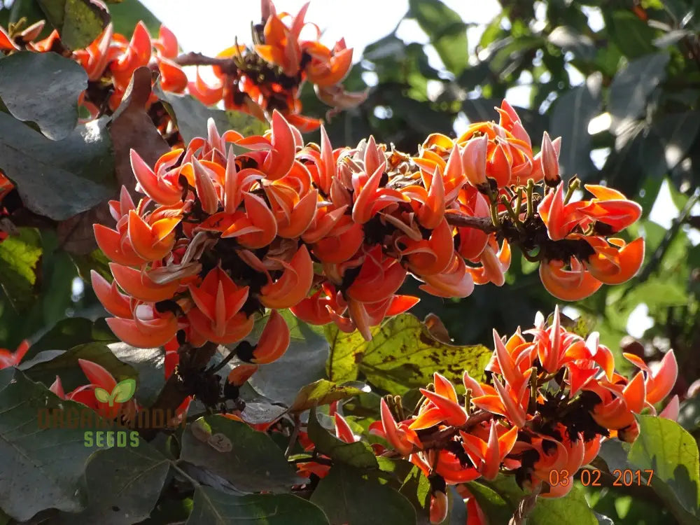 Butea Monosperma Tree Seeds Growing A Majestic With Expert Planting And Gardening