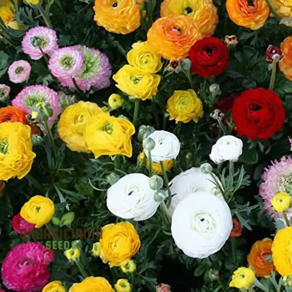 Buttercup Mixed Perennial Flower Bulbs - Magnificent Brightly Colored Double Blossom Rose-Like