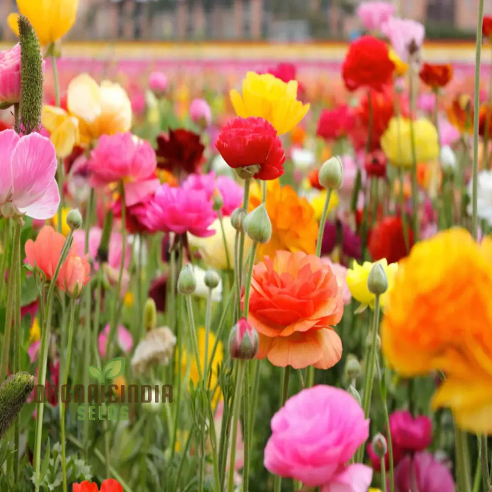 Buttercup Mixed Perennial Flower Bulbs - Magnificent Brightly Colored Double Blossom Rose-Like