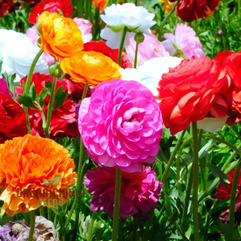 Buttercup Mixed Perennial Flower Bulbs - Magnificent Brightly Colored Double Blossom Rose-Like