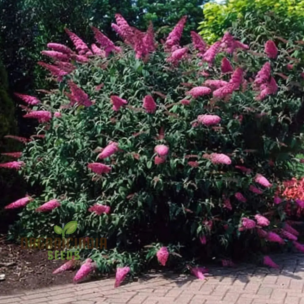 Butterfly Bush Mixed Seeds - Premium Gardening Collection For Vibrant Blooms And Pollinator