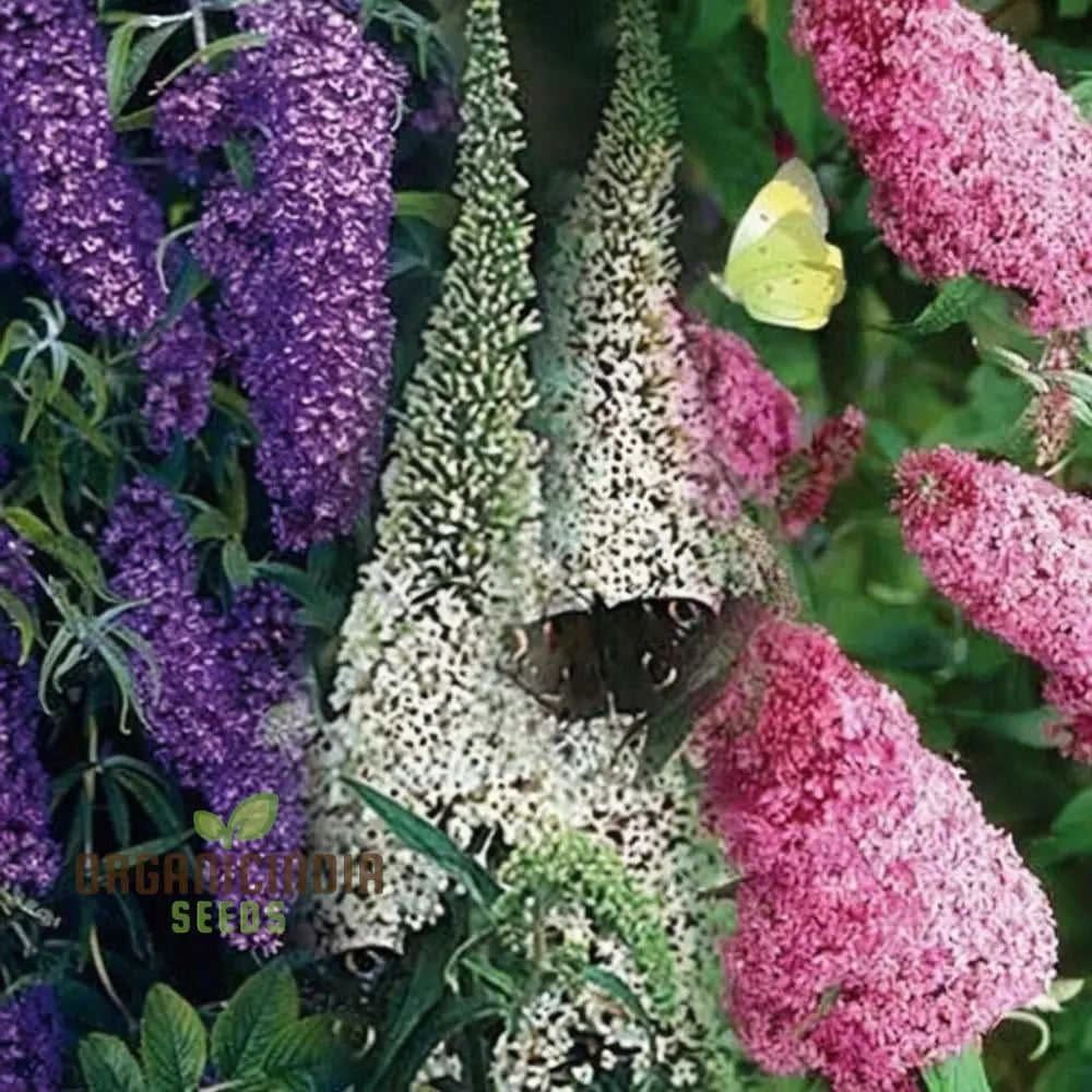 Butterfly Bush Mixed Seeds - Premium Gardening Collection For Vibrant Blooms And Pollinator