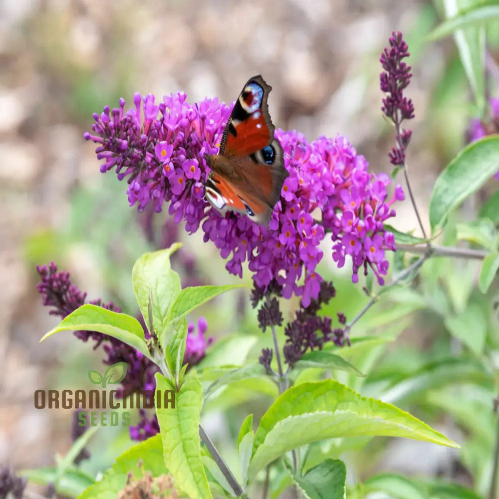 Butterfly Bush Mixed Seeds - Premium Gardening Collection For Vibrant Blooms And Pollinator