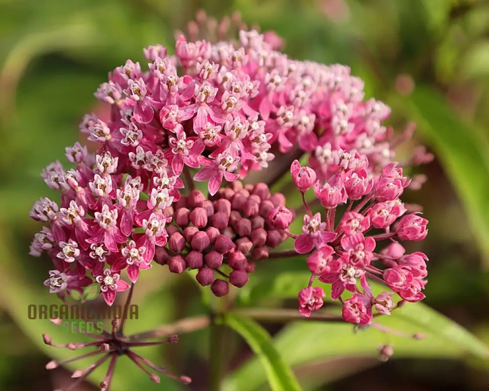 Butterfly Weed Flower Red Seeds Expert Planting And Gardening Guide For Vibrant Blossoms